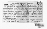 Stigmatea alpina image